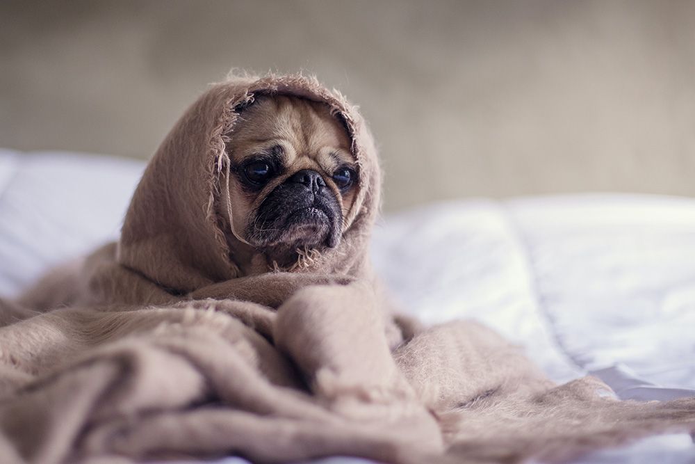 gelanGelangweilter Hund als Synonym für die technische Komplexität eines SEO-Check